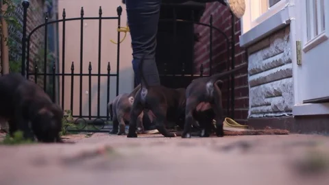 Puppies In The Yard 3 Stock Footage 79044365