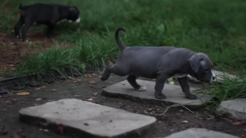 Puppies In The Yard Stock Footage 79033134