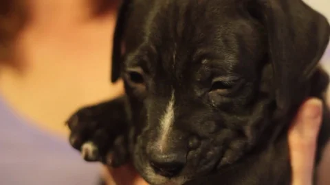 Puppy 1 Stock Footage 79044376