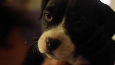 Puppy 2 Stock Footage 79044382