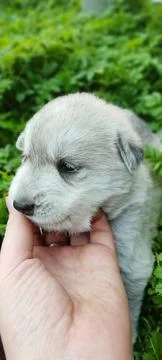 Puppy 2 Stock Photos