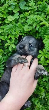 Puppy 3 Stock Photos