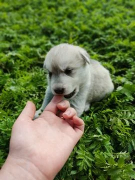 Puppy 9 Stock Photos