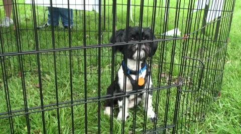 Puppy up for adoption Stock Footage 697207