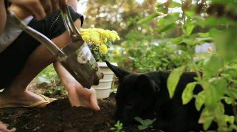 Puppy adventures 2 Stock Footage 625857