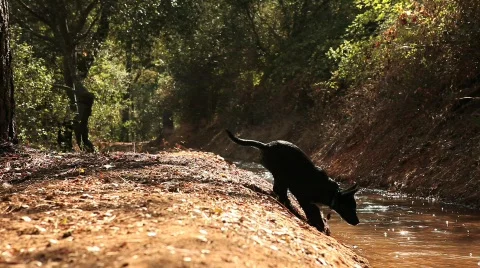Puppy adventures 4 Stock Footage 625820