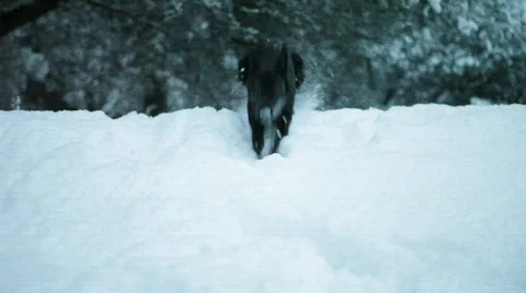 Puppy Adventures 4 Stock Footage 625911