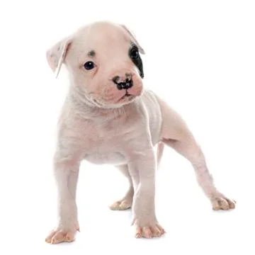 Puppy american bulldog Stock Photos