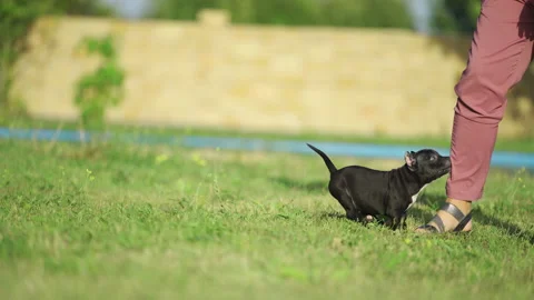 Puppy american bully asks to be held by a man on the grass Stock Footage 232230257