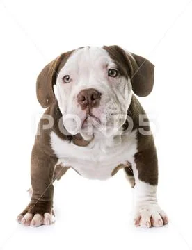 Puppy american bully Stock Photos