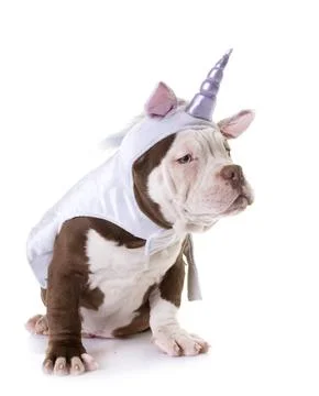 Puppy american bully Stock Photos