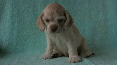 Puppy American Cocker Spaniel Video stock 24157252