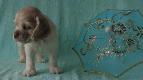 Puppy American Cocker Spaniel Stock Footage 24157259