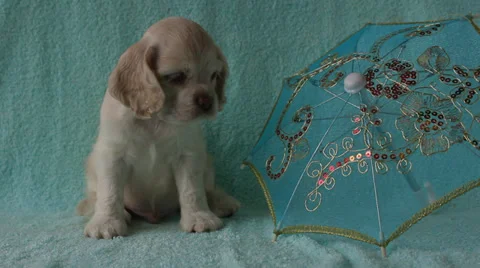 Puppy American Cocker Spaniel Stock Footage 24157308