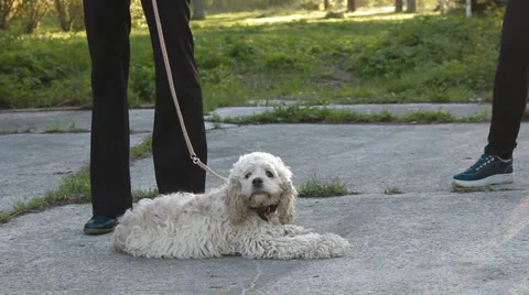 Puppy American Cocker Spaniel Stock Footage 24275822