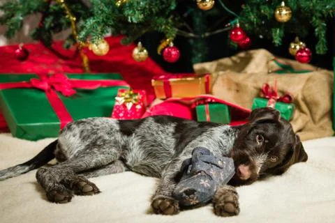 Puppy and christmas tree Foto stock