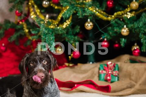 Puppy and christmas tree Stock-Fotos