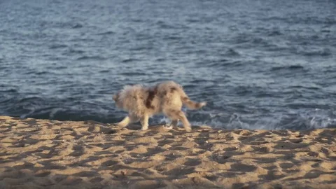 Puppy And Waves Video stock 84904276