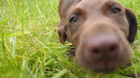 Puppy Attack Stock Footage 64020235