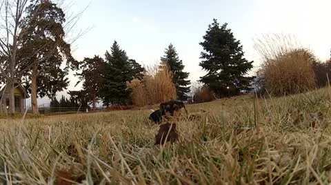 Puppy Attacks Camera Stock Footage 21241993