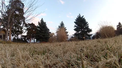 Puppy Attacks Camera Stock Footage 36436670