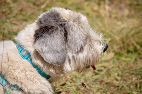 A puppy at the background of grass Stock Photos