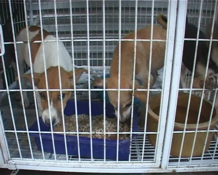 Puppy Barking Stock Footage 118615