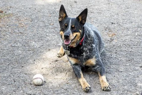 Puppy with Baseball Stock Photos