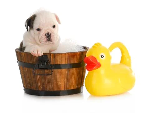 Puppy bath time Stock Photos