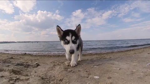 Puppy on the beach. Stockbeeldmateriaal 264751472