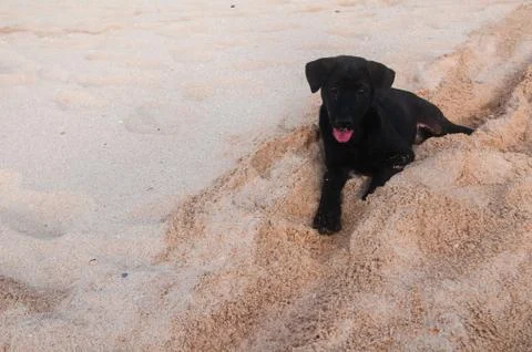 Puppy on a beach Stock Photos