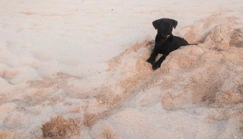 Puppy on a beach Stock Photos