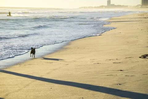 Puppy on the beach Stock Photos