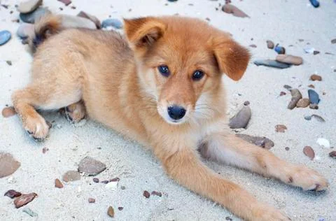 Puppy on the beach Stock Photos