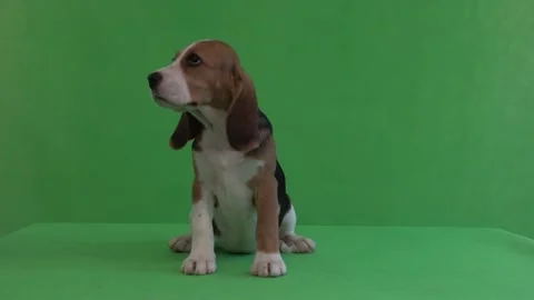 Puppy beagle on a green background Stock-Footage 89464228
