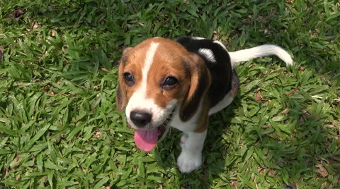 Puppy beagle looking up at the camera Stock Footage 61730552