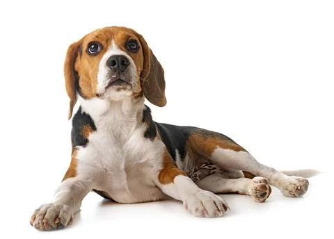Puppy beagle in studio Stock Photos