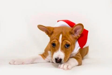 Puppy on the bed Stock Photos