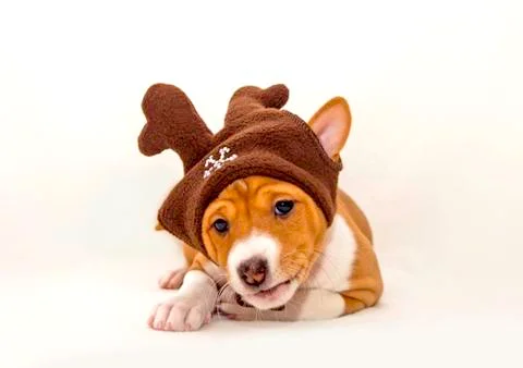 Puppy on the bed Stock Photos