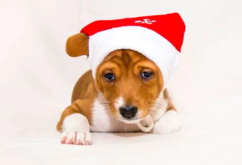 Puppy on the bed Stock Photos