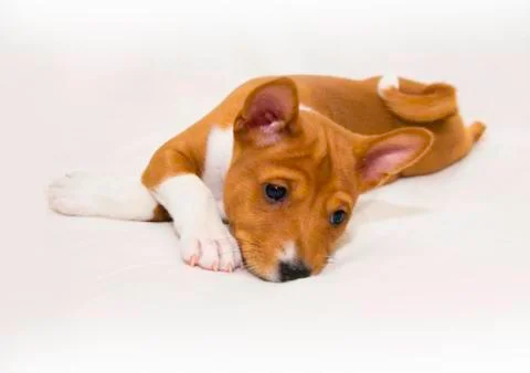 Puppy on the bed Stock Photos