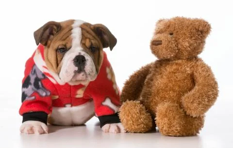 Puppy bedtime Stock Photos