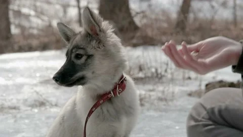 The puppy is being fed. Stock Footage 171647149