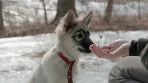 The puppy is being fed. Stock Footage 171760966