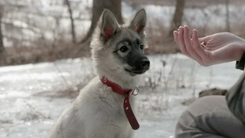 The puppy is being fed. Stock Footage 172094295