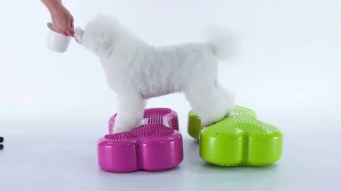Puppy is being fed when he stands on a purple and green object Stock Footage 83773795