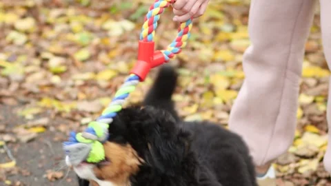 A puppy of the Bernese Mountain Dog breed plays with his owner, tug-of-war Stock Footage 252683553