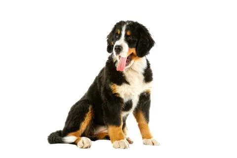 Puppy bernese mountain dog Stock Photos
