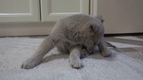 Puppy bites fleas Stock Footage 278242825