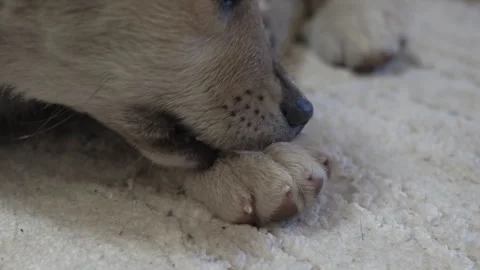 The puppy bites its paw Stock Footage 287611348
